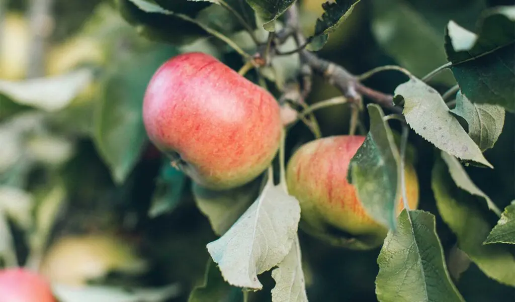 Photo of apples on a tree