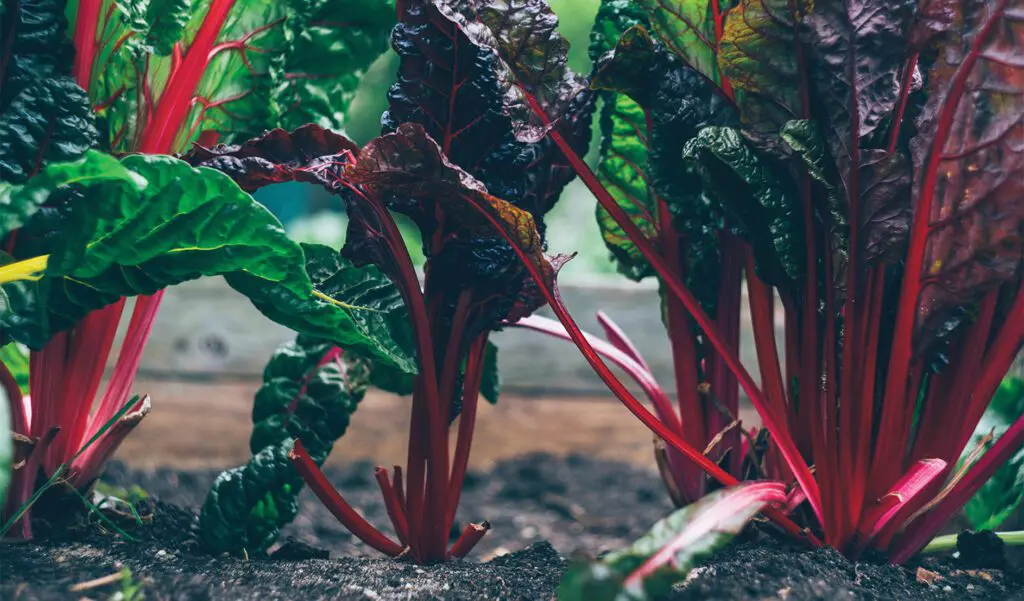 Photo of a Rhubarb patch