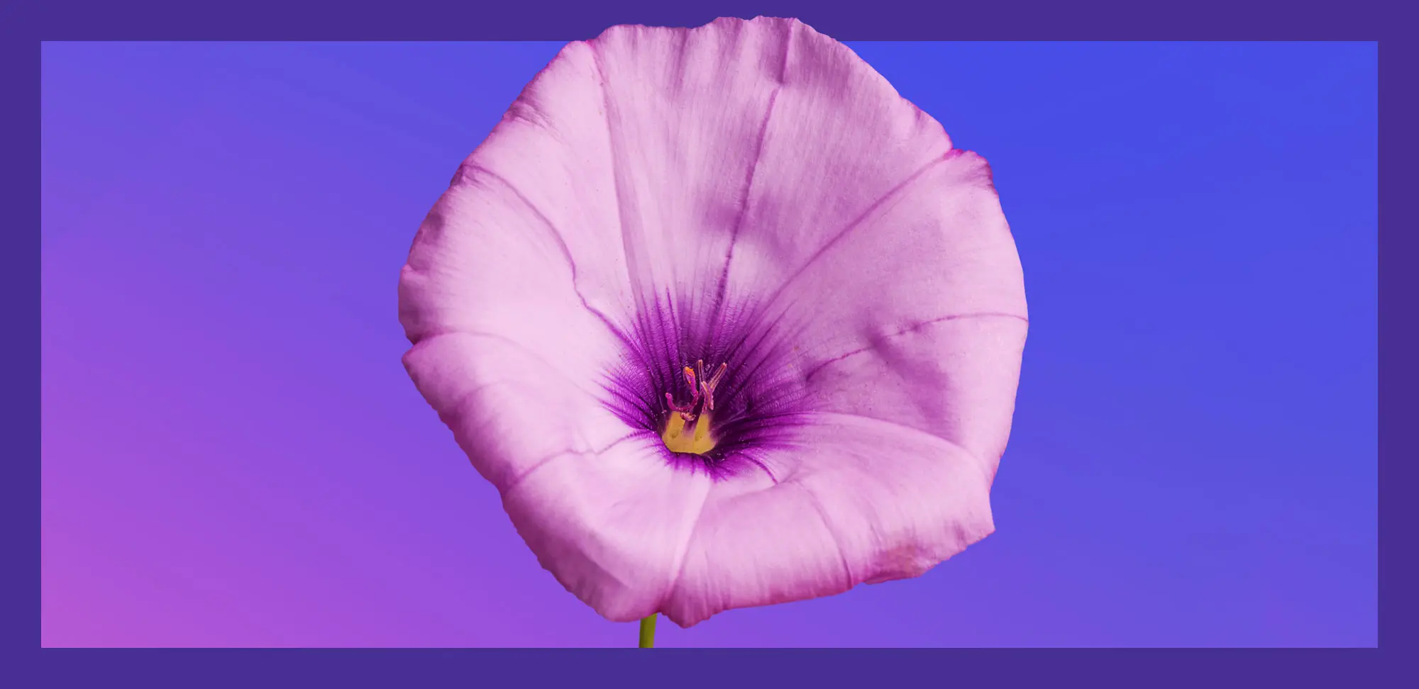 Photo of Morning Glory Flower