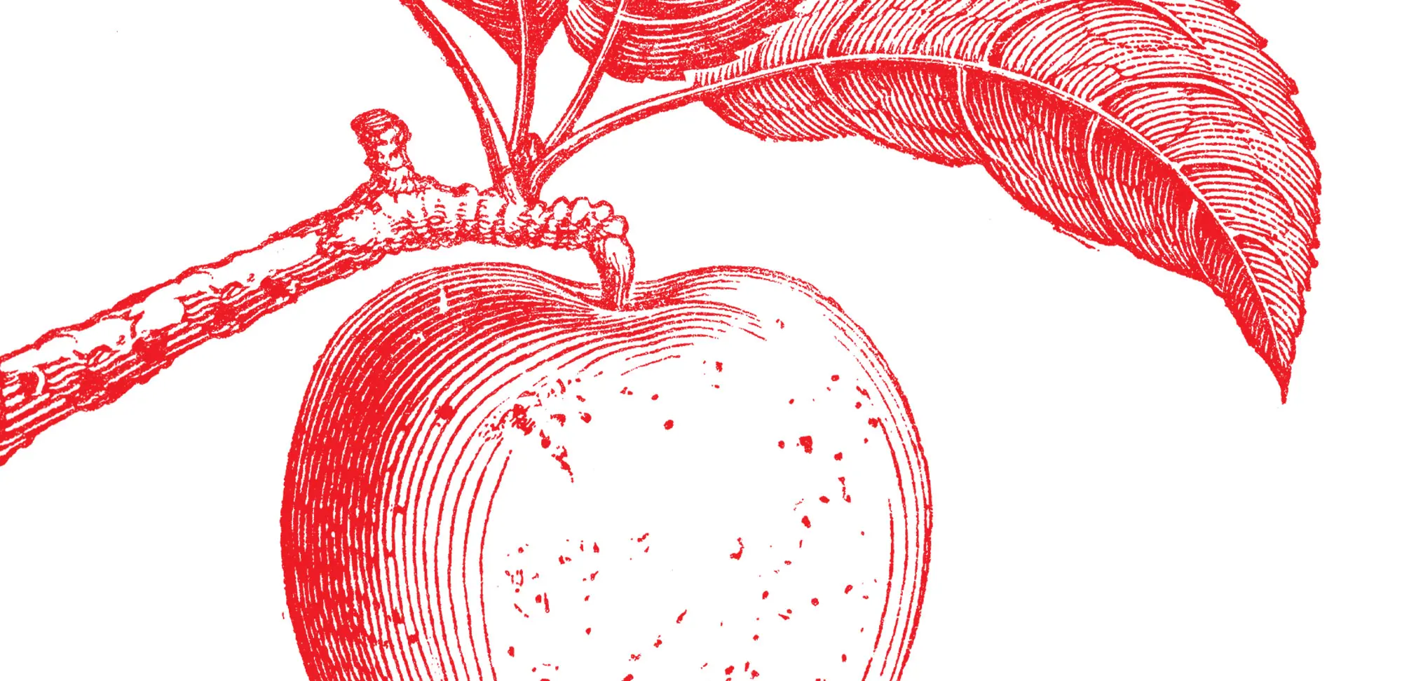 Antique illustration of Russet apple