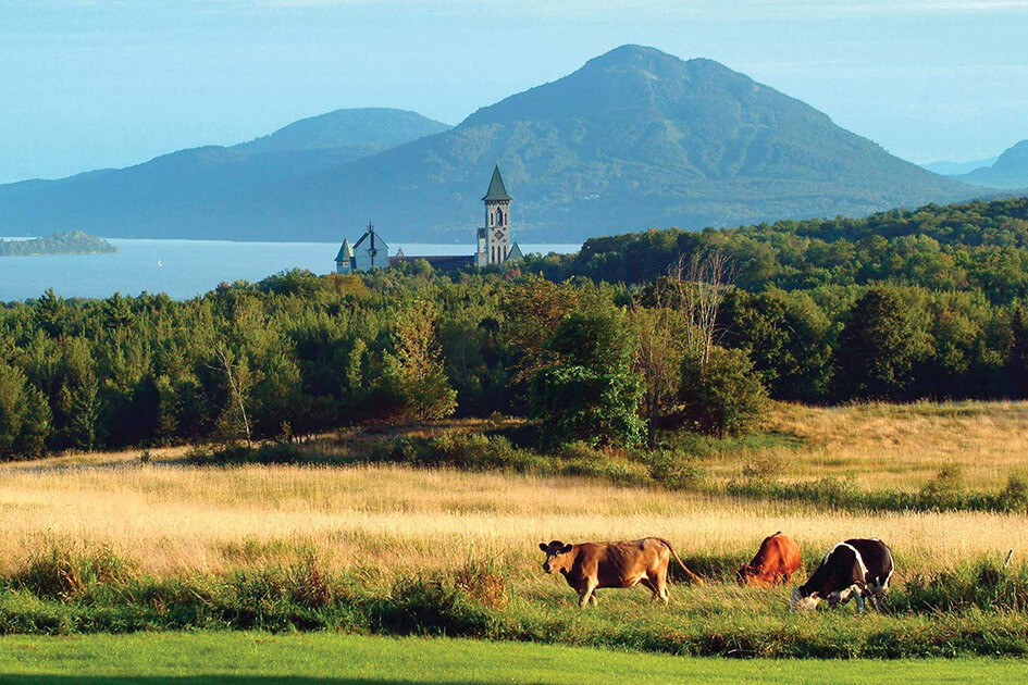 Photo of cows grazing in the fields of Abbaye de Saint-Benoit-du-Lac in Quebec’s Eastern Townships.