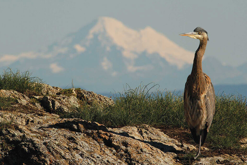 Photo of a Great Blue Heron along the BC Bird Trail in British Columbia.