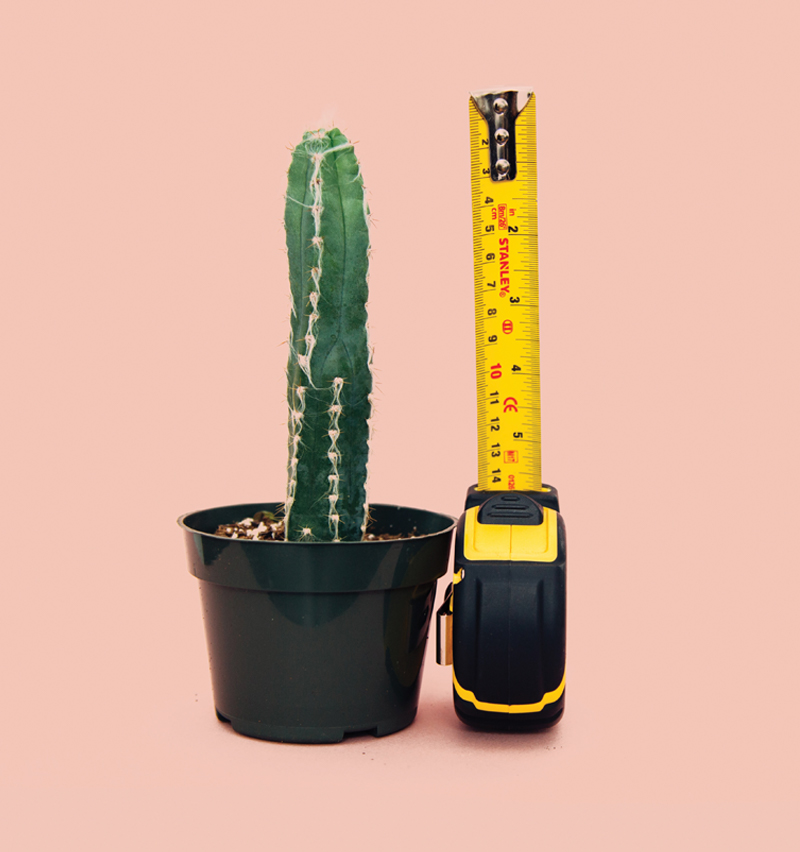 Photo of a tape measure next to a cactus