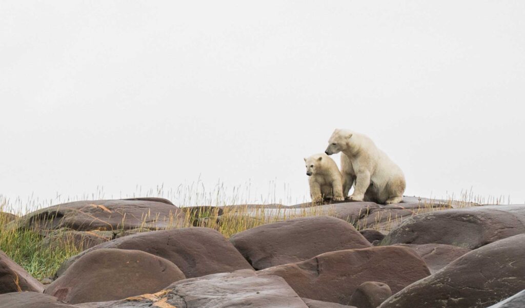Photo of polar bears in Churchill Manitoba