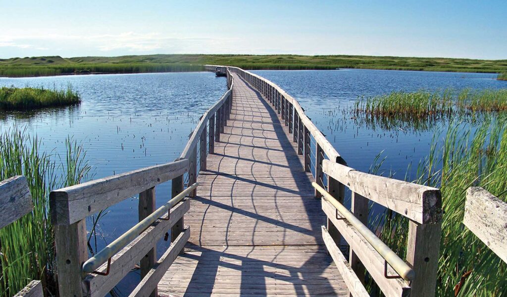 Photo of a boardwalk in Greenwich Dunes, Prince Edward County National Park