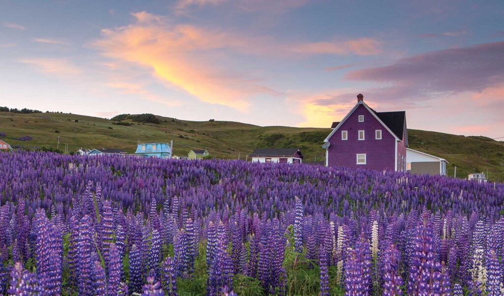 Photo d’un champ de lilas devant une maison aux îles de la Madeleine