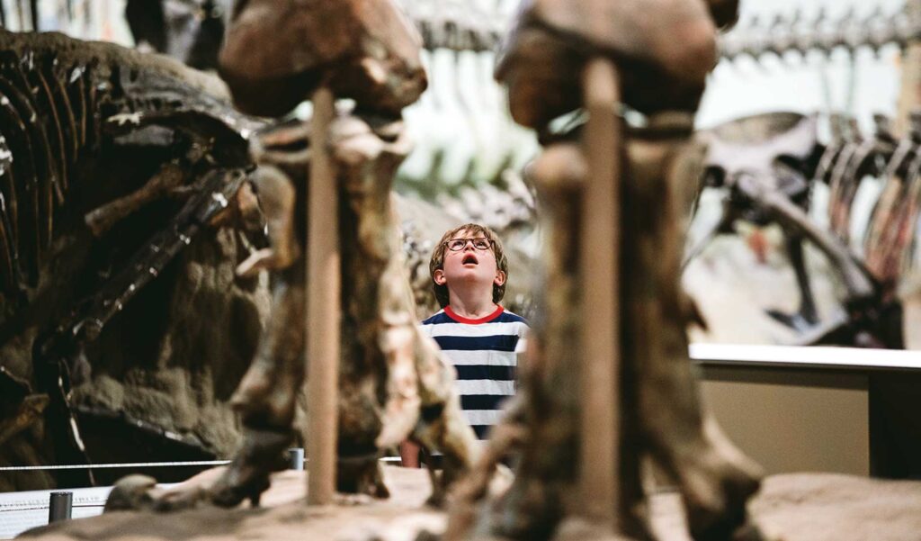 Photo of a child looking at dinosaur skeleton in museum