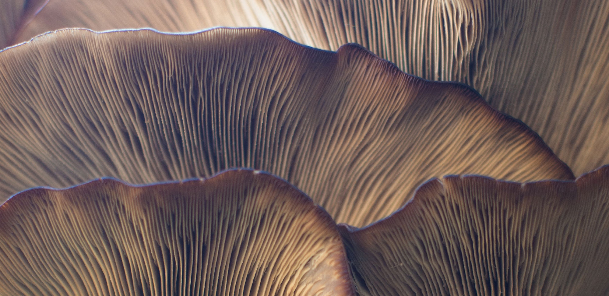 Photo close up of mushrooms